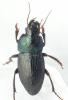 Harpalus dimidiatus